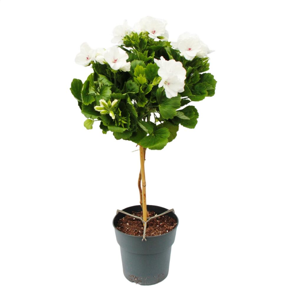 Original-Shopaufnahme: Pelargonium grandiflorum "Don Palido" - Edelgeranie - 19cm Topf - ca. 60cm - weiß