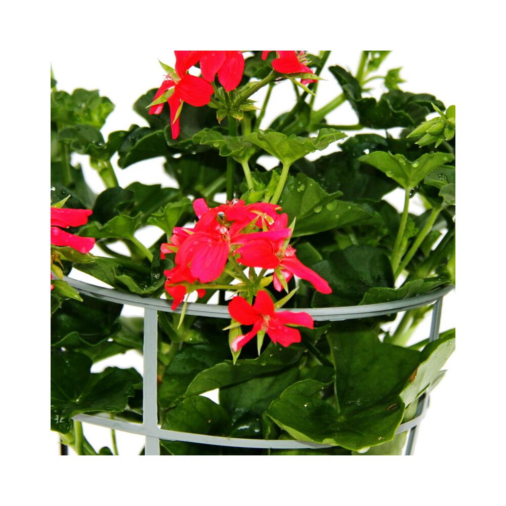 Original-Shopaufnahme: Französische Geranien hängend Pelargonium peltatum Ville de Paris verschiedene Farben 12cm Topf Set mit 3 Pflanzen