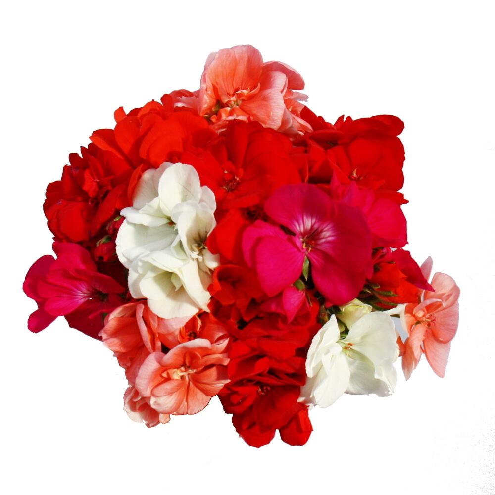 Original-Shopaufnahme: Geranien stehend - Pelargonium zonale - verschiedene Farben - 12cm Topf - Set mit 3 Pflanzen
