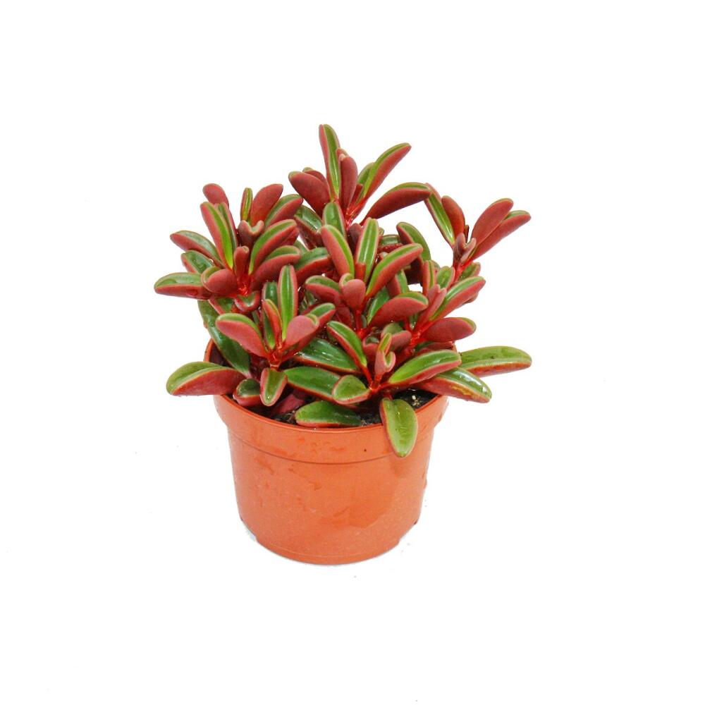 Unveränderte Original-Shopaufnahme: Peperomia graveolens im 10,5cm Topf