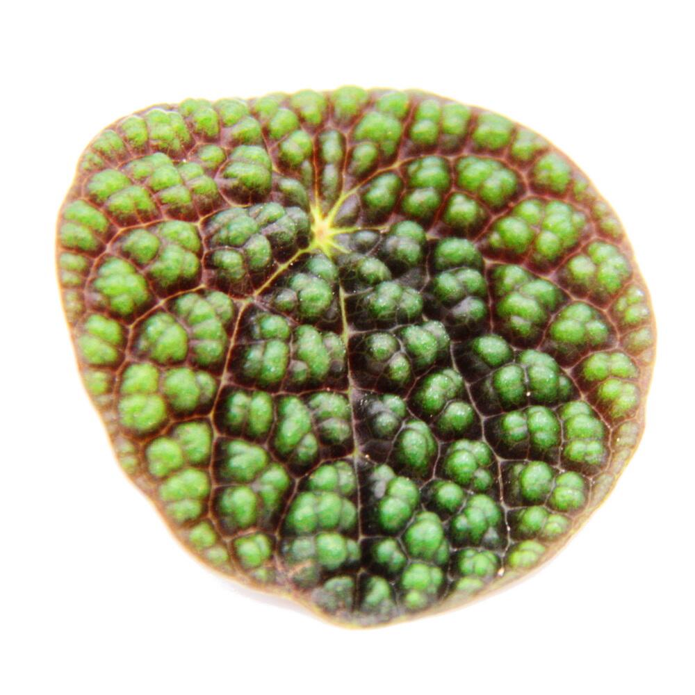 Original-Shopaufnahme: Peperomia Green Bubble - Zwergpfeffer - im 11cm Topf