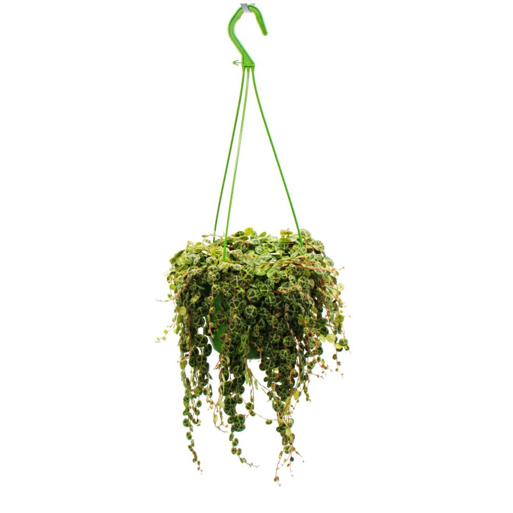 Unveränderte Original-Shopaufnahme: Zimmerpflanze zum Hängen Peperomia prostrata String of Turtles Schildkröte an der Schnur Zwergpfeffer 14cm Ampel