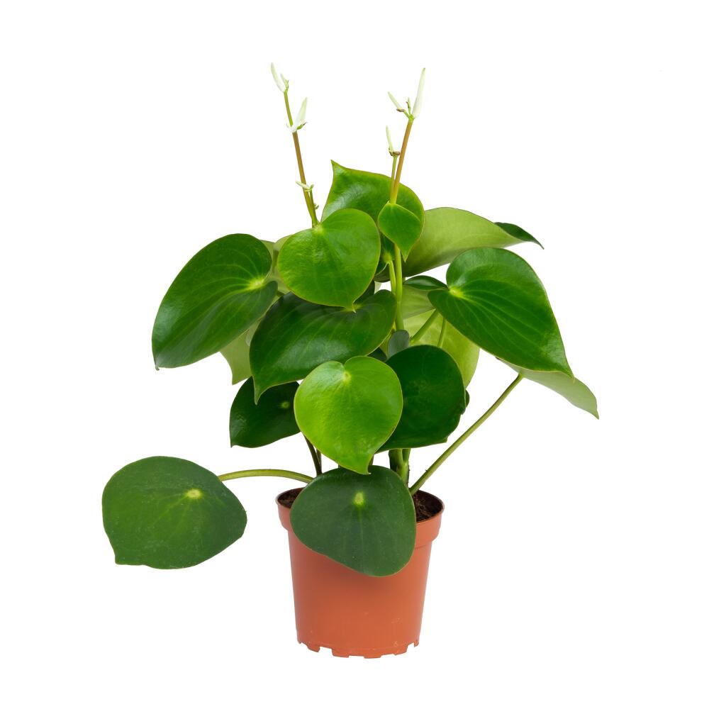 Original-Shopaufnahme: Peperomia Zwergpfeffer "Raindrop" im 12cm Topf