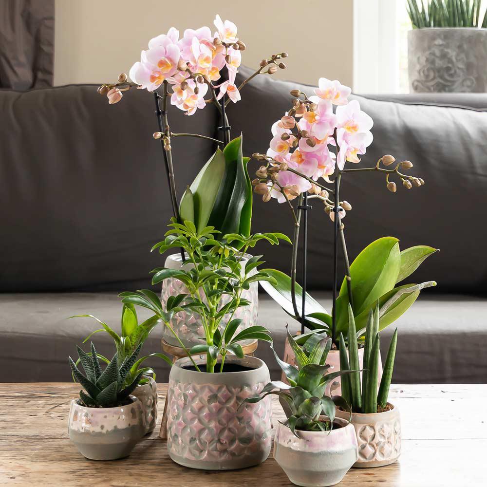 Unverändertes sauberes Shoporiginal: zwei rosa Andorra-Orchideen im Wohnzimmerarrangement mit weiteren Pflanzen