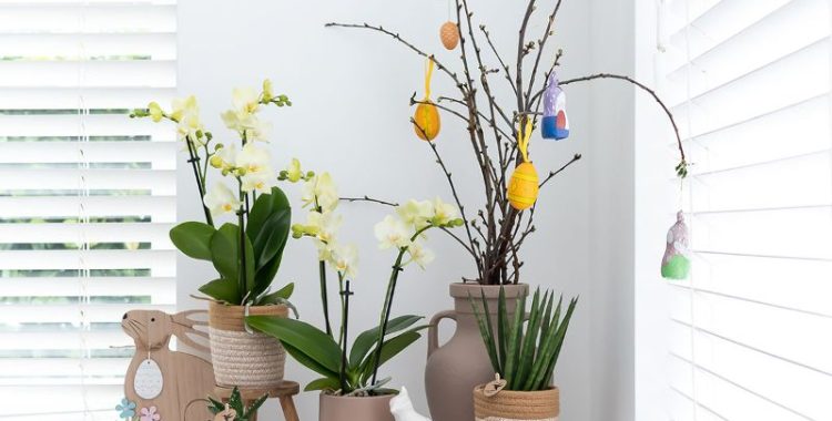 Unveränderte Originalaufnahme des Züchters Kolibri: Mexico-Orchideen mit hellgelben Blüten in einer früheren Einrichtung
