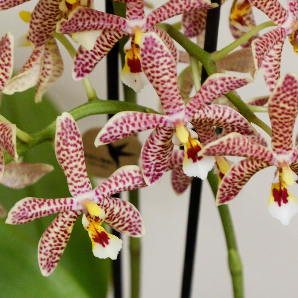 Unverändertes sauberes Original-Blütendetail der Phalaenopsis Spider
