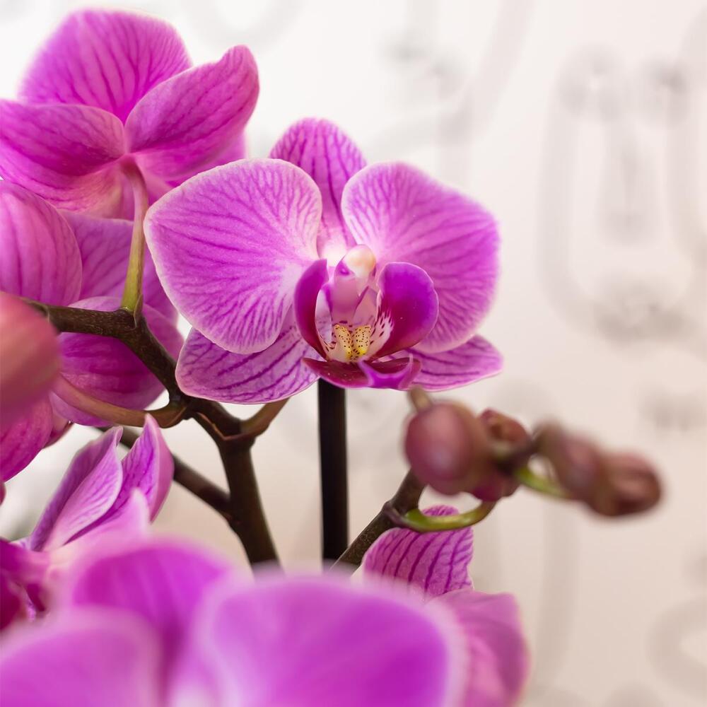 Unveränderte Original-Shopansicht: Phalaenopsis Vienna