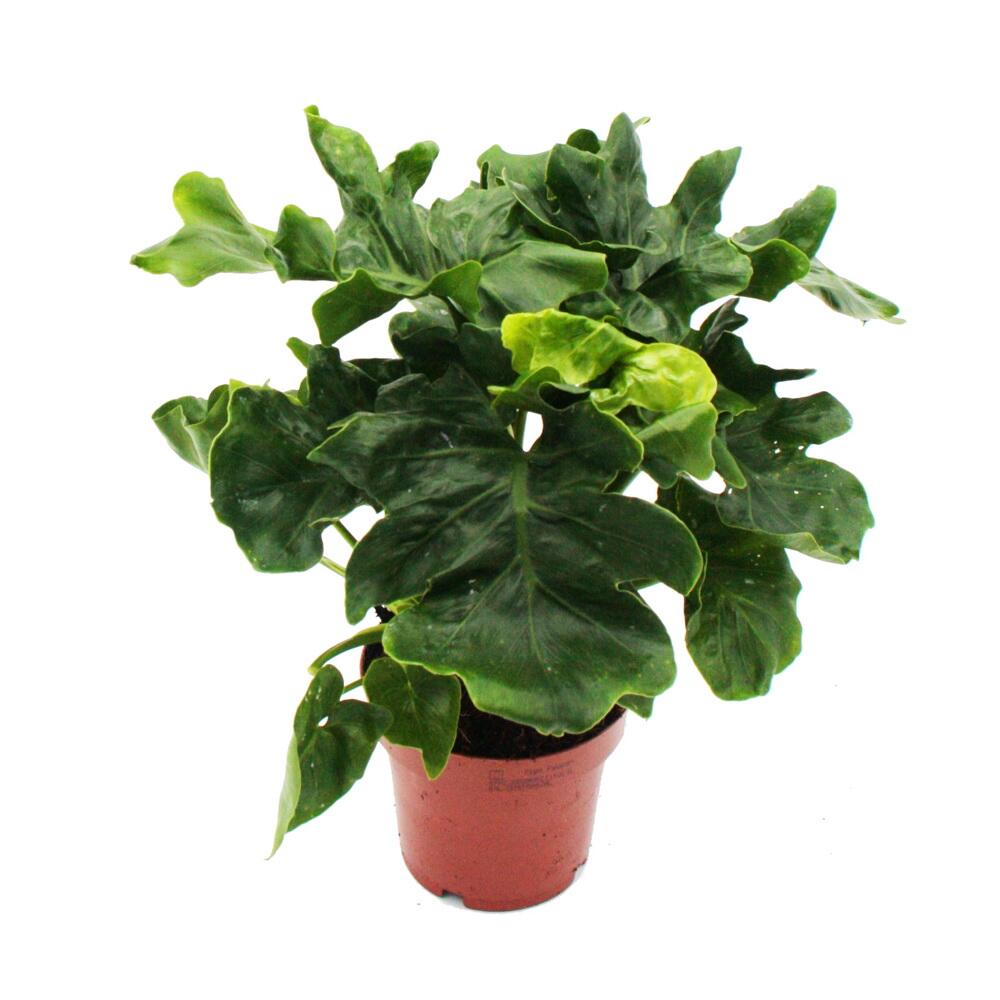 Original-Shopaufnahme: Philodendron selloum Atom - grüner Baumfreund mit markanten Blättern - 12cm Topf