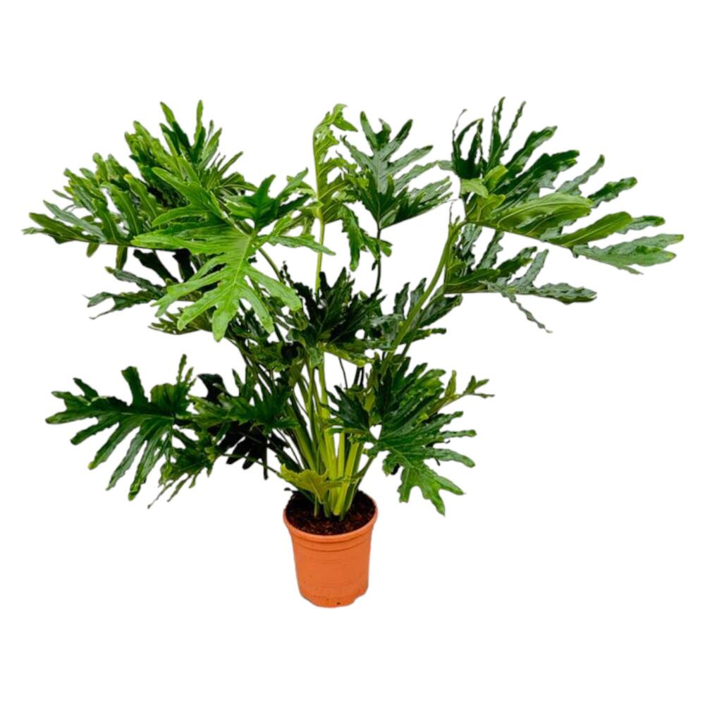 Unveränderte Original-Shopaufnahme von Philodendron bipinnatifidum