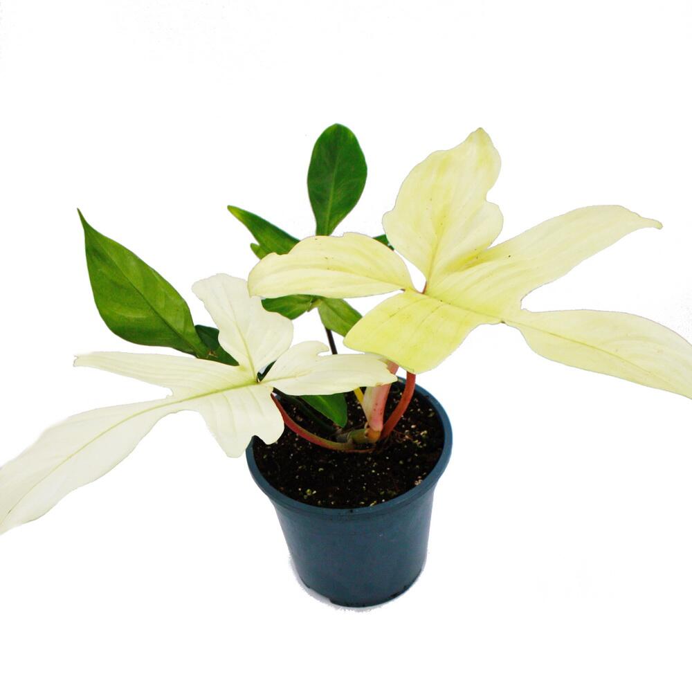Baumfreund Florida Ghost – Original-Shopansicht 1