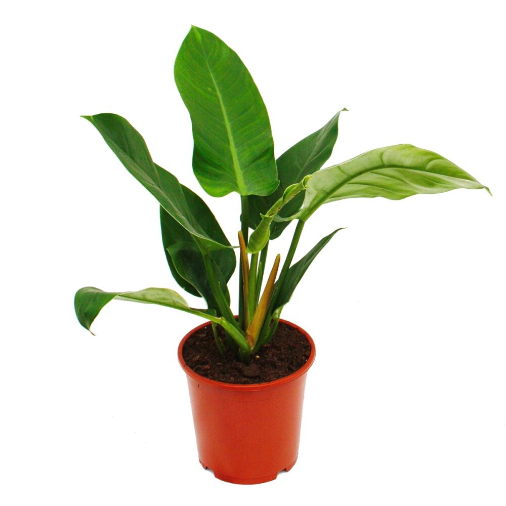 Philodendron Imperial Green – Original-Shopansicht 1
