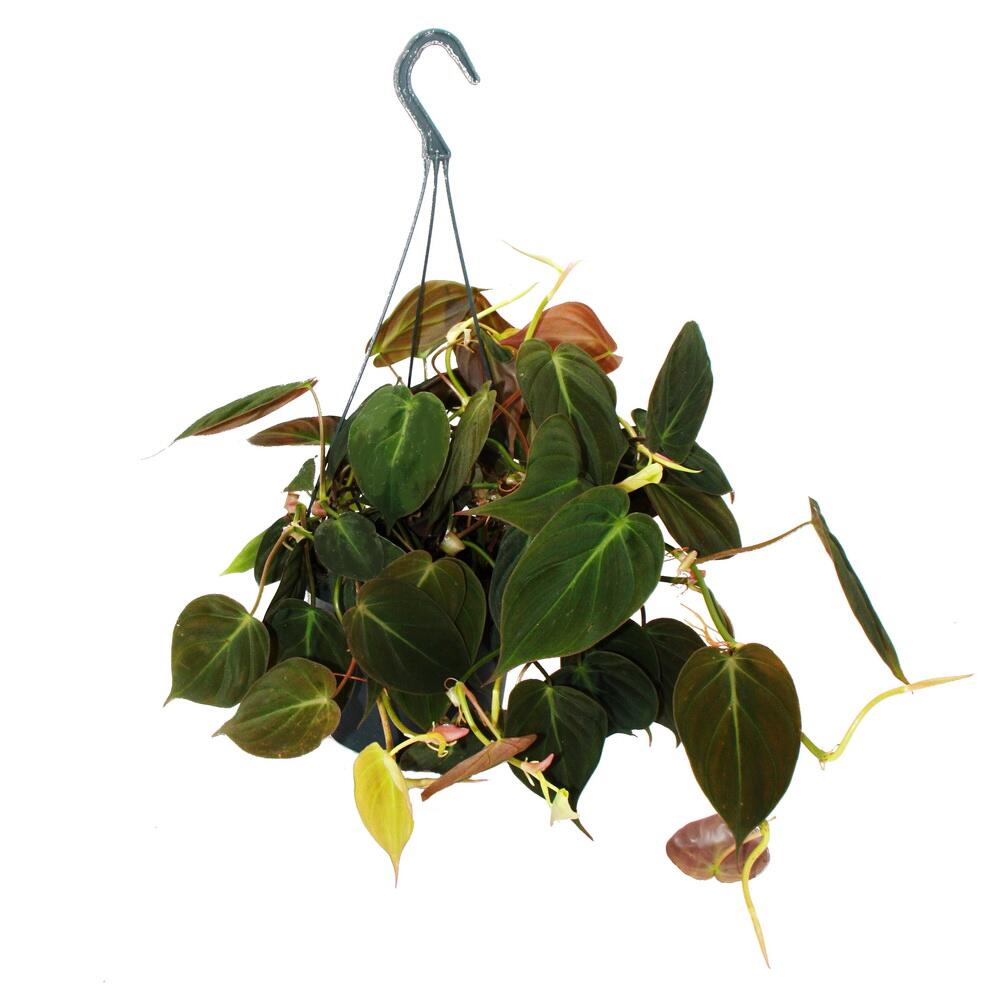 Unveränderte Original-Shopaufnahme: Philodendron micans - Dunkler Kletternder Baumfreund - dunkle Blätter - 15cm Ampeltopf