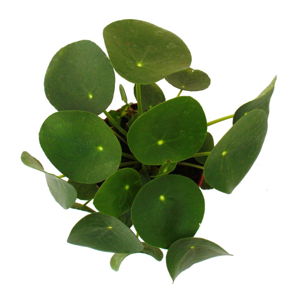 Weitere Shopansicht der runden Pilea-Blätter