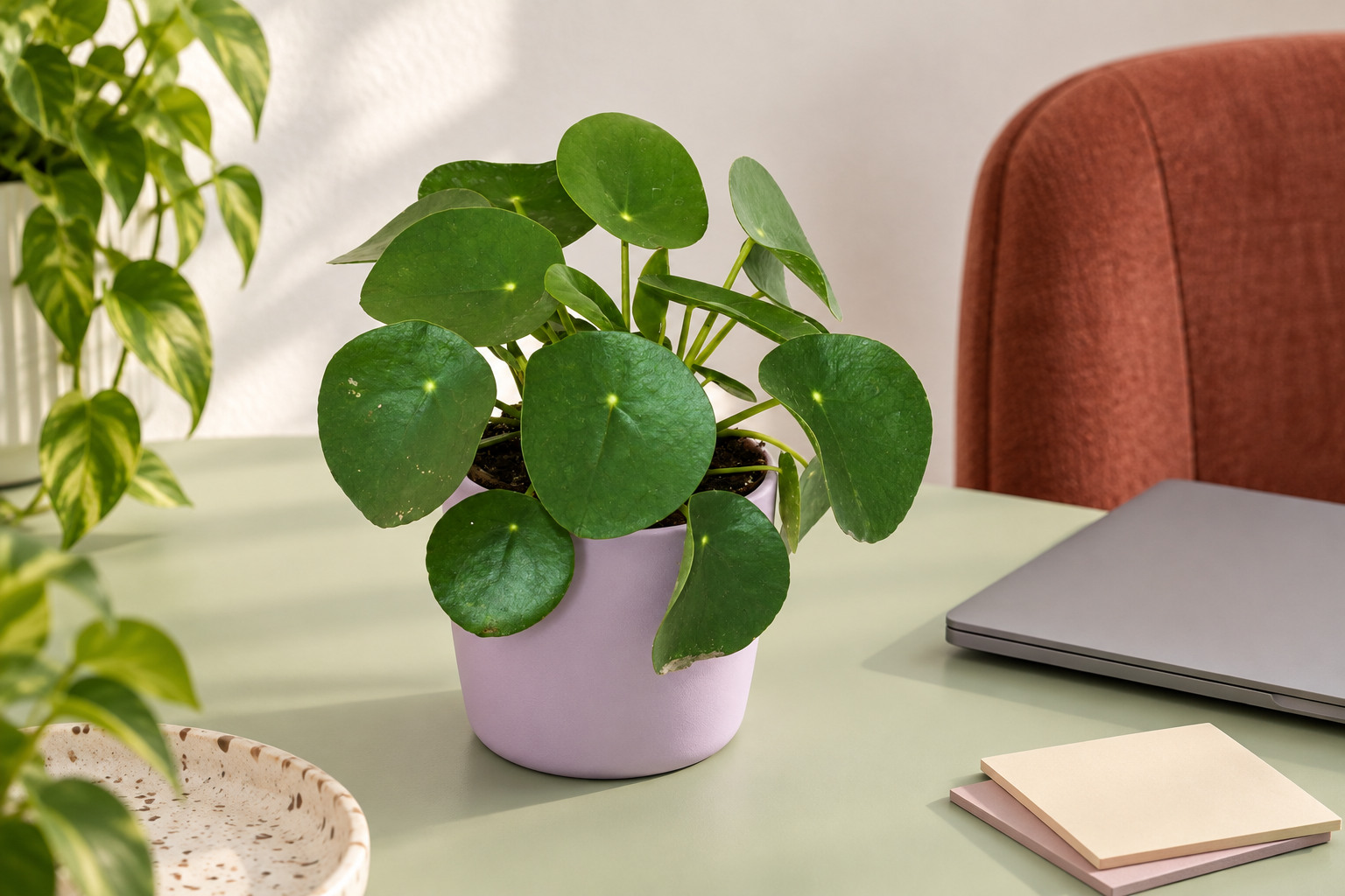 Pilea peperomioides in einer KI-gestalteten Wohnszene nach dem Shopbild