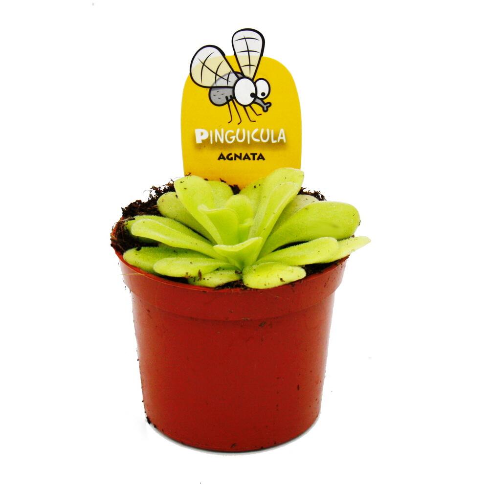 Unveränderte Original-Shopaufnahme: Fleischfressende Pflanze - Fettkraut - Pinguicula agnata - 9cm Topf