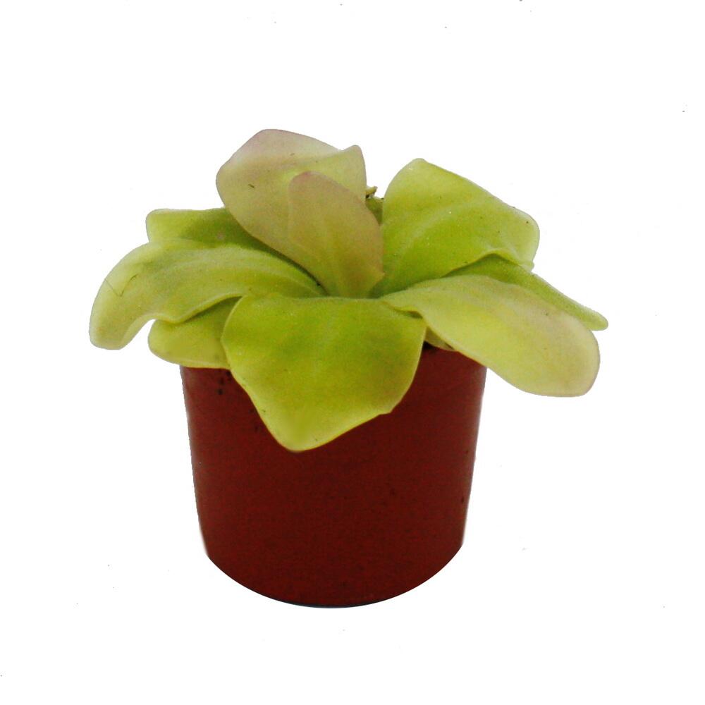Unverändertes sauberes Shoporiginal: Guatemala-Rosette im 9-cm-Kulturtopf