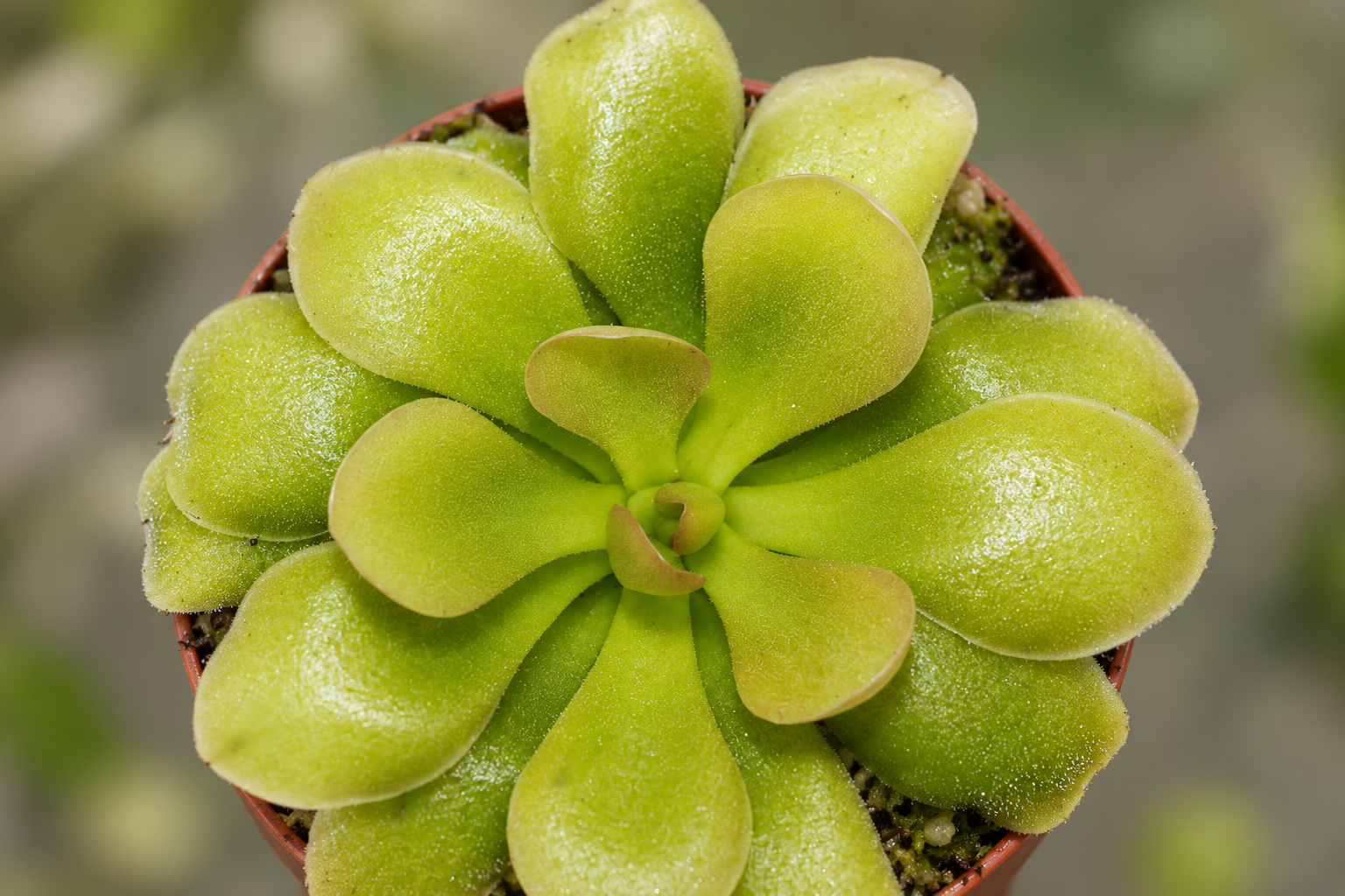 KI-gestaltetes Detail der hellgrünen Weser-Rosette mit rundlichen Fangblättern und feinem Drüsenschimmer