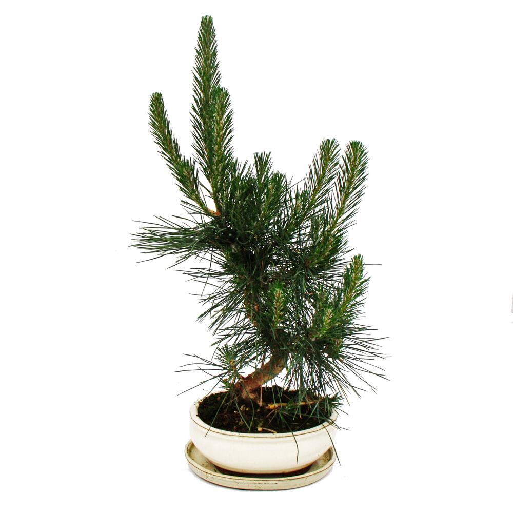 Japanische Schwarzkiefer als Bonsai – Original-Shopansicht 1