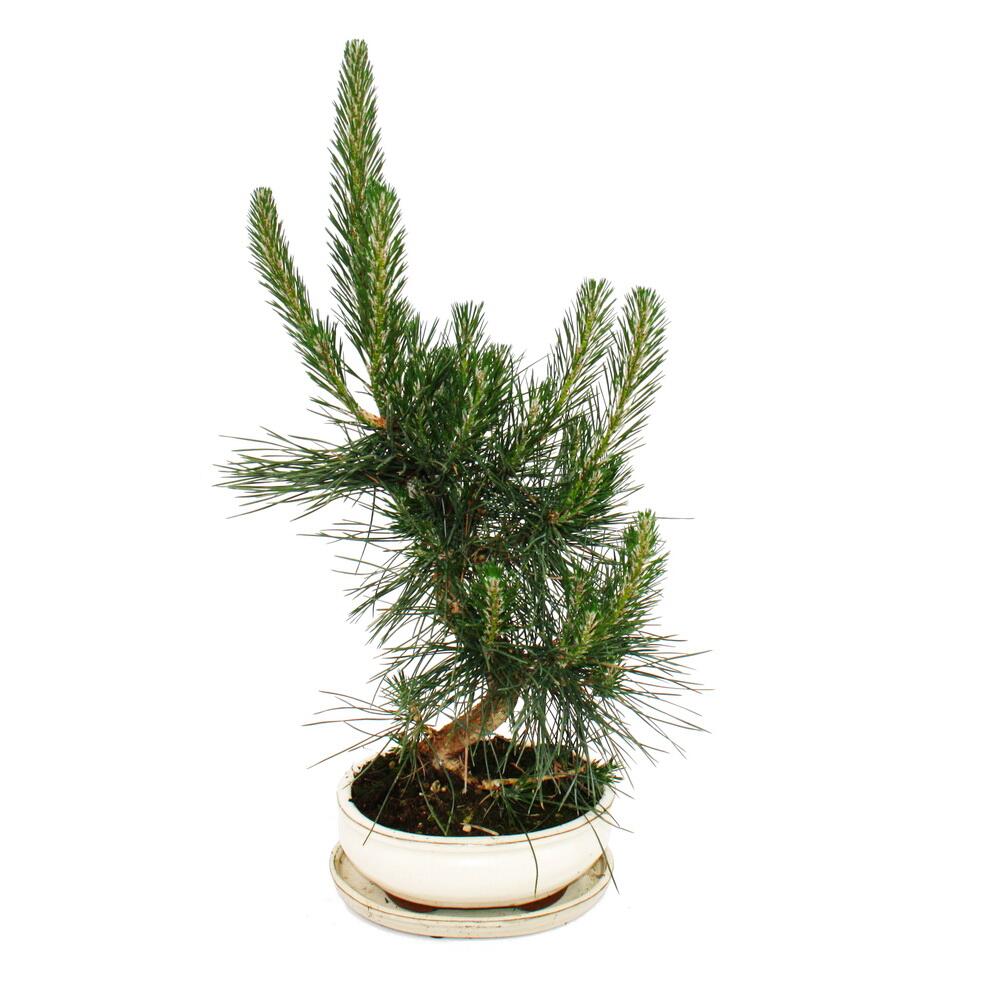 Japanische Schwarzkiefer als Bonsai – Original-Shopansicht 2