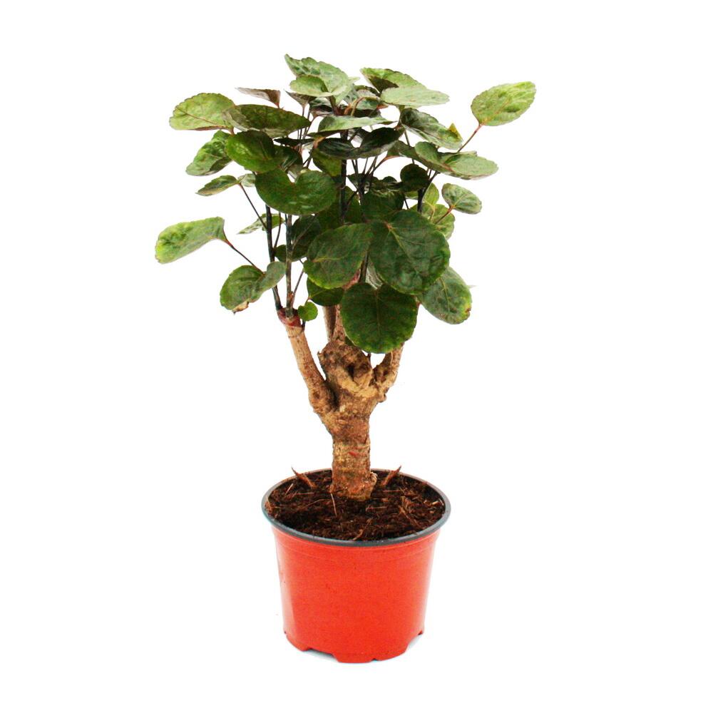 Unveränderte saubere Original-Shopaufnahme: Glänzende Fiederaralie - Polyscias scutellaria Fabian - pflegeleichte Zimmerpflanze - 12cm Topf