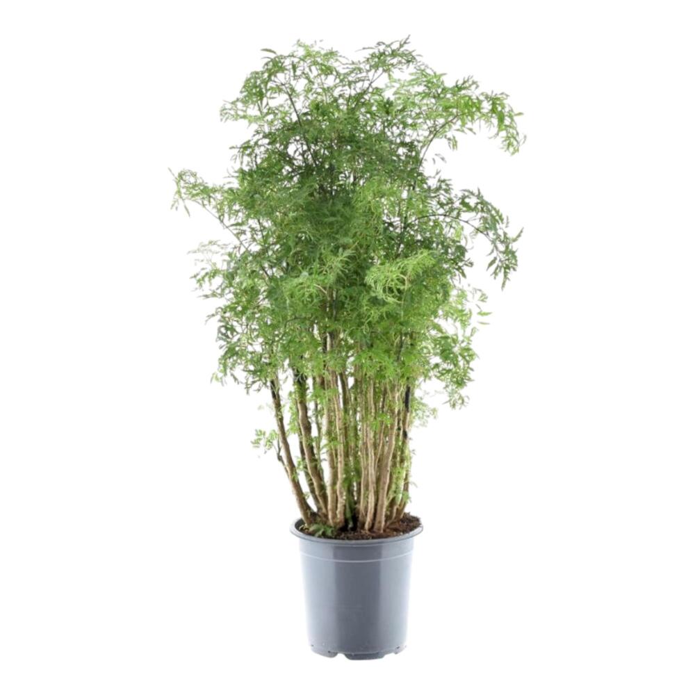 Ming-Aralie – Original-Shopansicht 1