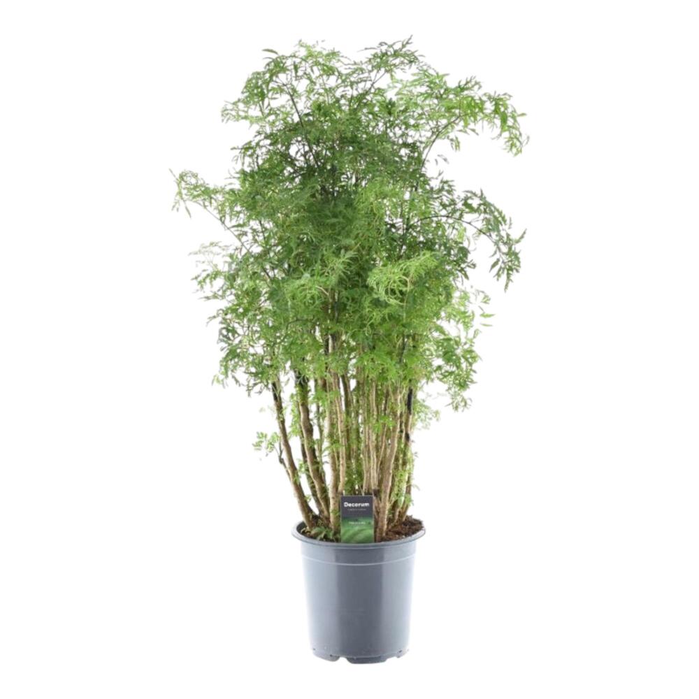 Ming-Aralie – Original-Shopansicht 2