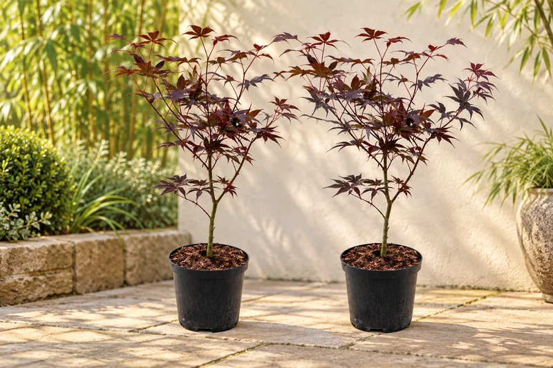 Fächerahorn Bloodgood in einer passenden KI-gestalteten Gartenansicht. Zwei junge Ahorne mit offenen rotpurpurnen Kronen entsprechend dem Set.