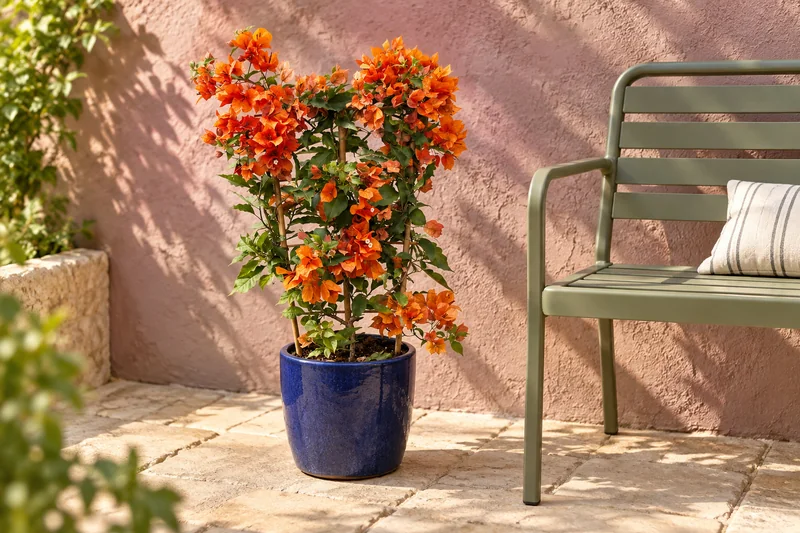 Bougainvillea 'Fire Opal' in einer KI-gestalteten Szene nach dem Original-Shopbild