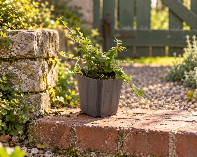 Teppichmispel Queen of Carpets als kleine Jungpflanze im 9-cm-Topf an einem Gartenplatz