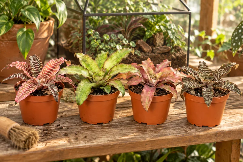 Cryptanthus · Erdsterne in einer hellen warmen KI-Szene