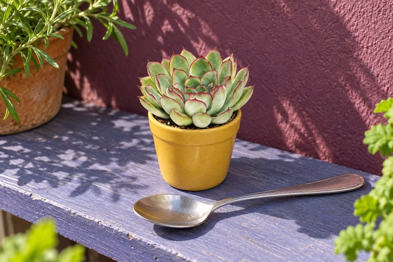 Echeveria pulidonis in einer KI-gestalteten Szene nach dem Original-Shopbild