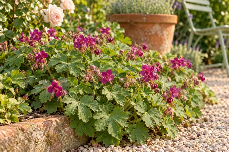 Spätere Gartenpflanzung von Geranium macrorrhizum 'Bevan’s Variety' mit arttypischem Laub und Blüten in weichem Licht