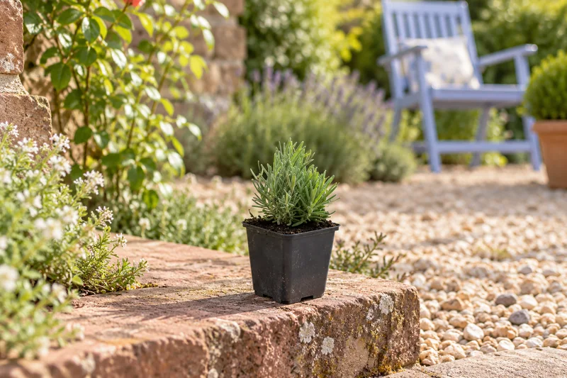 Lavendel Dwarf Blue als kleine Jungpflanze im 9-cm-Topf an einem Gartenplatz