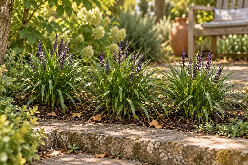 Drei eingewachsene grüne Ingwersen-Horste mit aufrechten dunkelvioletten Blütentrauben neben einer Gartenstufe
