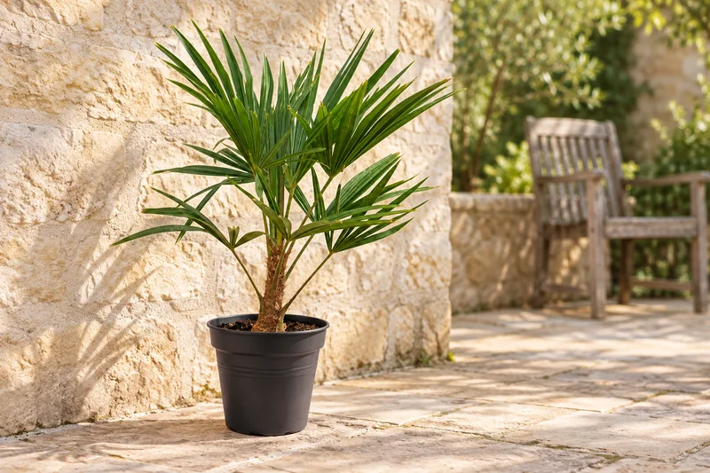 Chinesische Hanfpalme in einer passenden KI-gestalteten Gartenansicht. Eine junge Hanfpalme entsprechend der Lieferstufe.