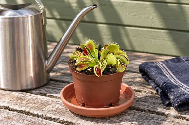 Dionaea muscipula in einer KI-gestalteten Szene nach dem Original-Shopbild