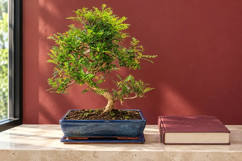 Szechuan-Pfeffer als Bonsai in einer KI-gestalteten Szene nach dem Original-Shopbild