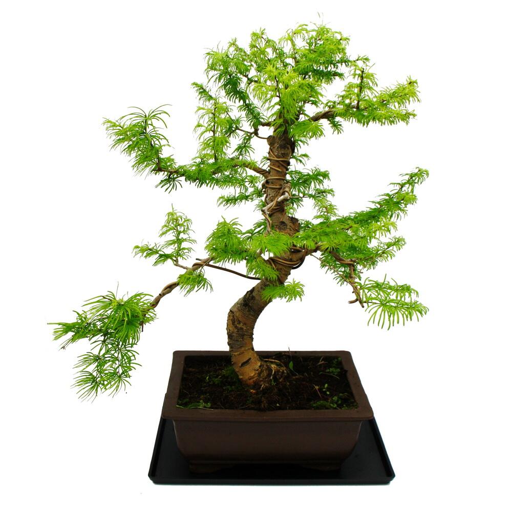 Original-Shopaufnahme: Outdoor-Bonsai Pseudolarix amabilis - Goldlärche oder Scheinlärche - Großer Solitär Baum