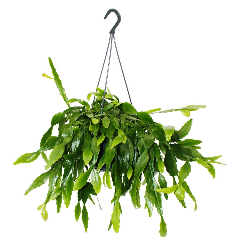 Original-Shopaufnahme: Urban Jungle Elegance - Moderne Kakteen-Ampel mit toller Blattstruktur - Rhipsalis crispata - 15cm