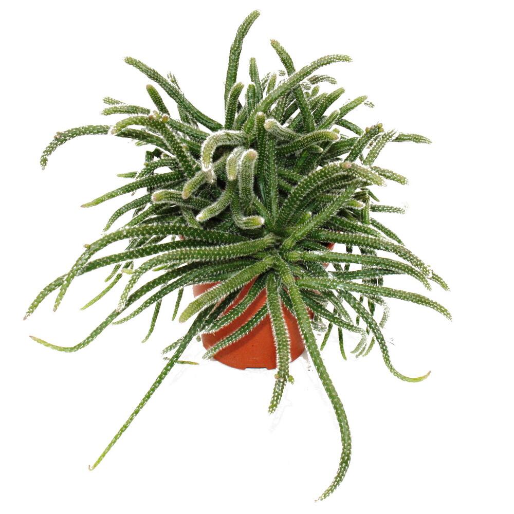 Original-Shopaufnahme: Rhipsalis baccifera horrida - Korallenkaktus - im 12cm Topf - sukkulente Zimmerpflanze