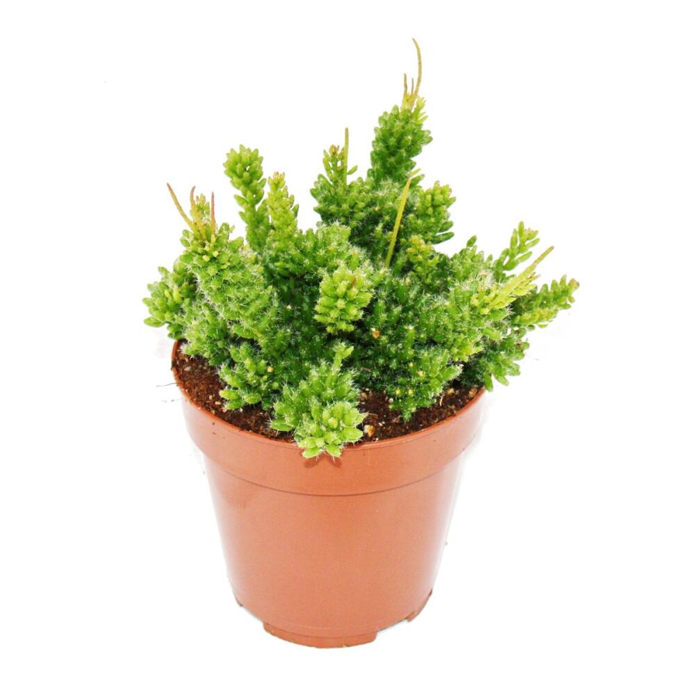 Original-Shopaufnahme: Rhipsalis mesembryanthemoides - Korallenkaktus - im 12cm Topf - sukkulente Zimmerpflanze