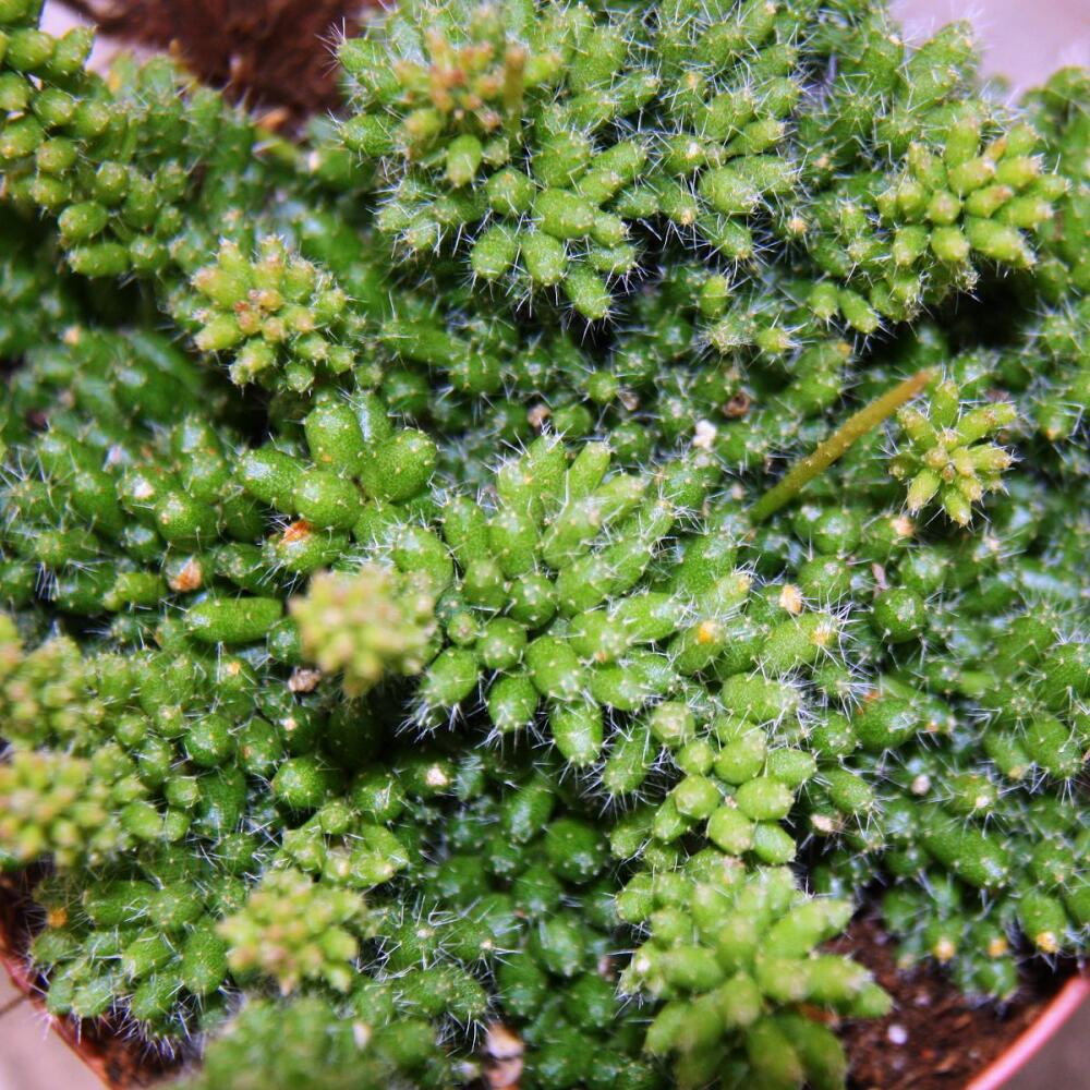 Original-Shopaufnahme: Rhipsalis mesembryanthemoides - Korallenkaktus - im 12cm Topf - sukkulente Zimmerpflanze