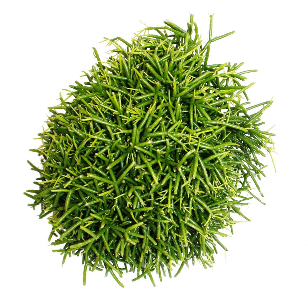 Original-Shopaufnahme: Rhipsalis baccifera Oasis - Korallenkaktus - im 12cm Topf - sukkulente Zimmerpflanze