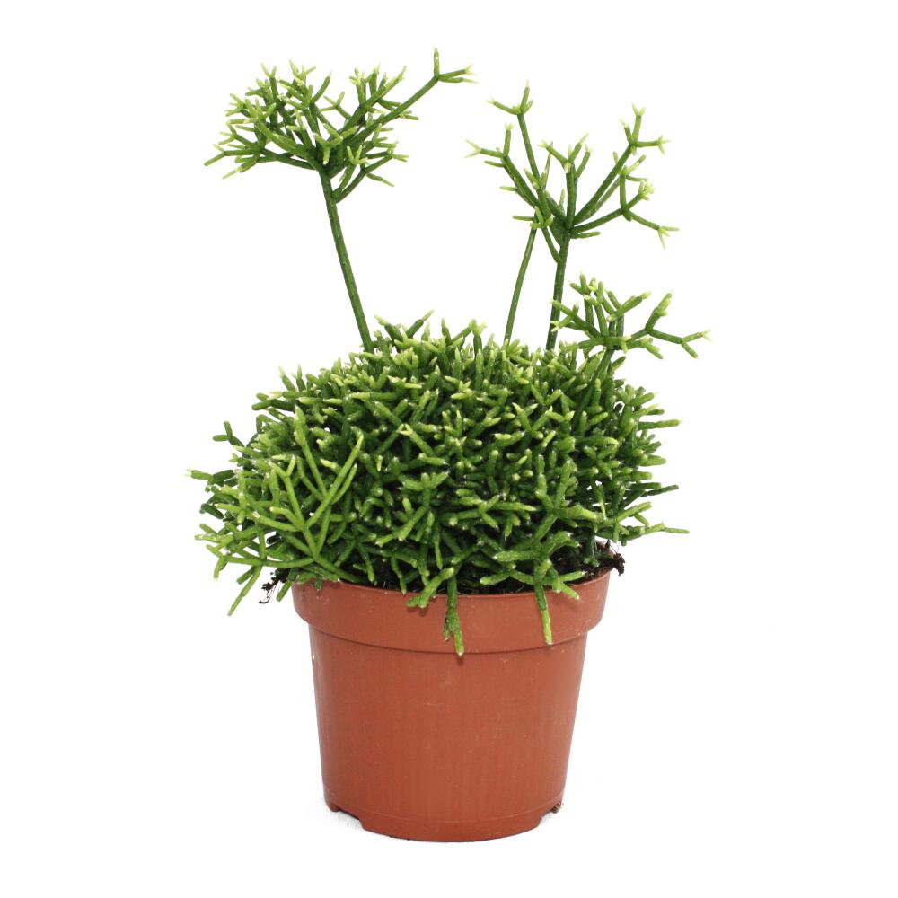Original-Shopaufnahme: Rhipsalis teres "Yellow"- Korallenkaktus - im 12cm Topf