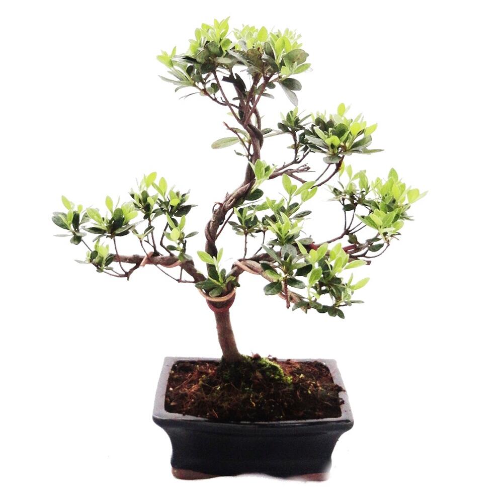 Original-Shopaufnahme: Outdoor Bonsai Rhododendron simsii - Azalee 15cm