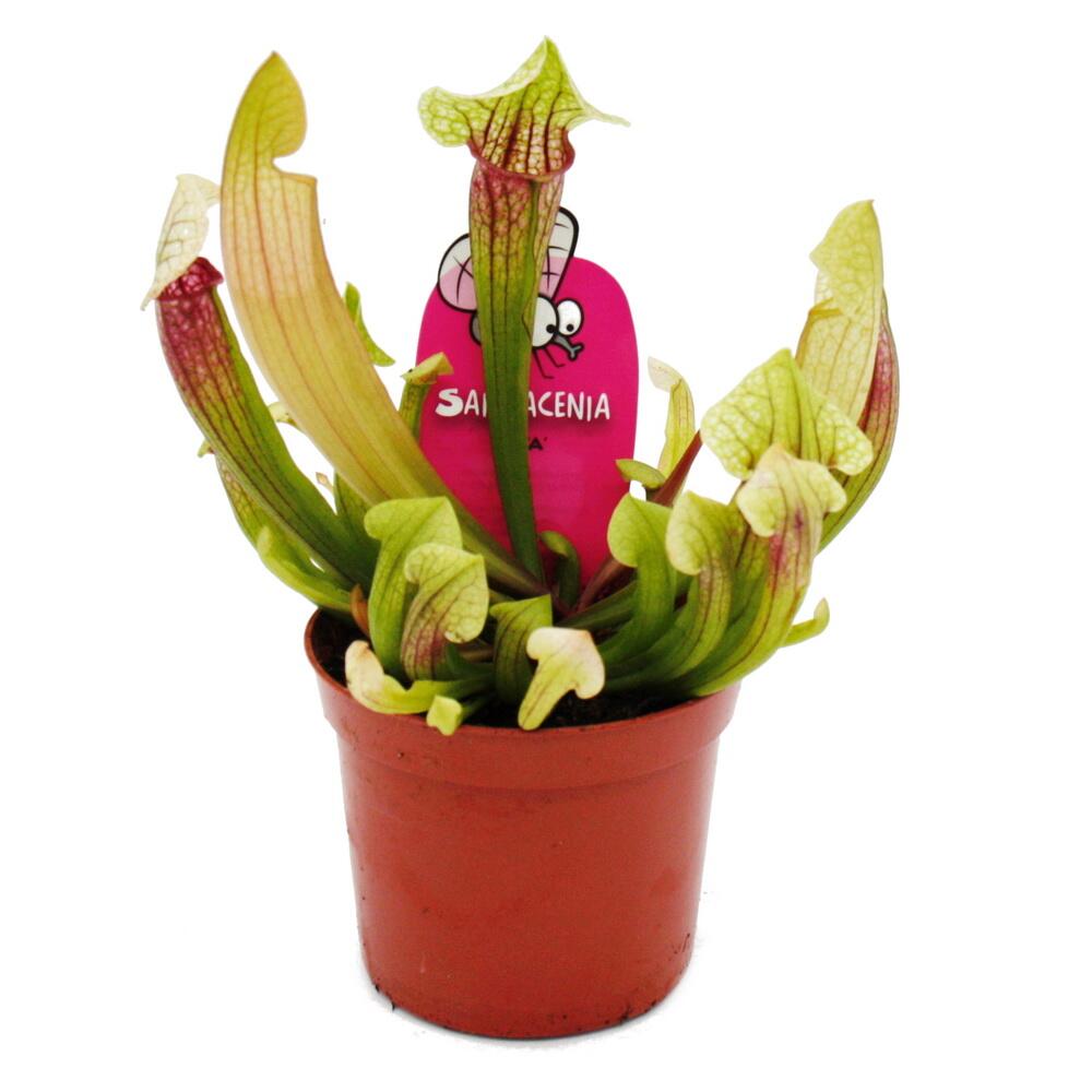 Original-Shopaufnahme: Schlauchpflanze - Sarracenia "Eva" - Fleischfressende Pflanze - 9cm Topf