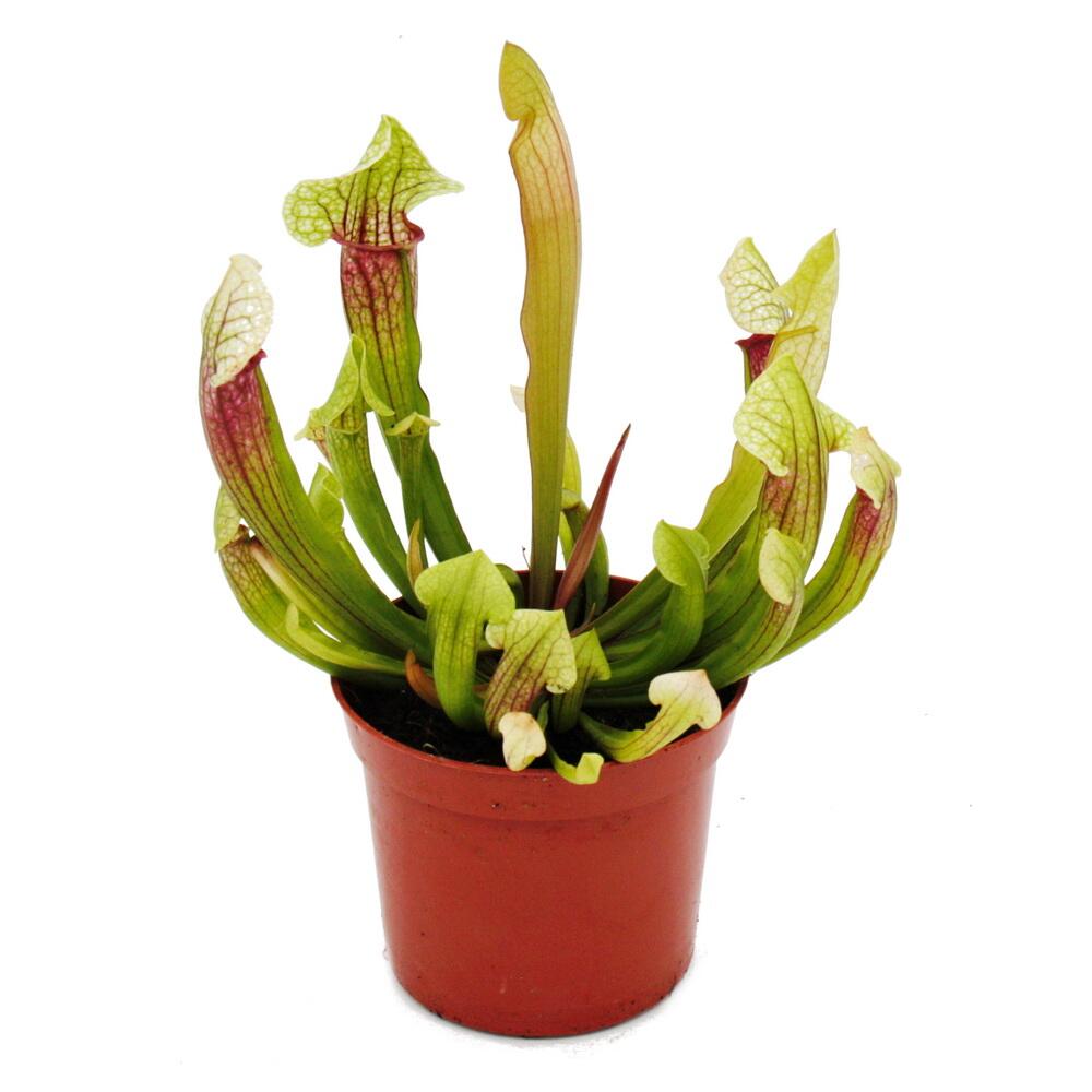 Original-Shopaufnahme: Schlauchpflanze - Sarracenia "Eva" - Fleischfressende Pflanze - 9cm Topf