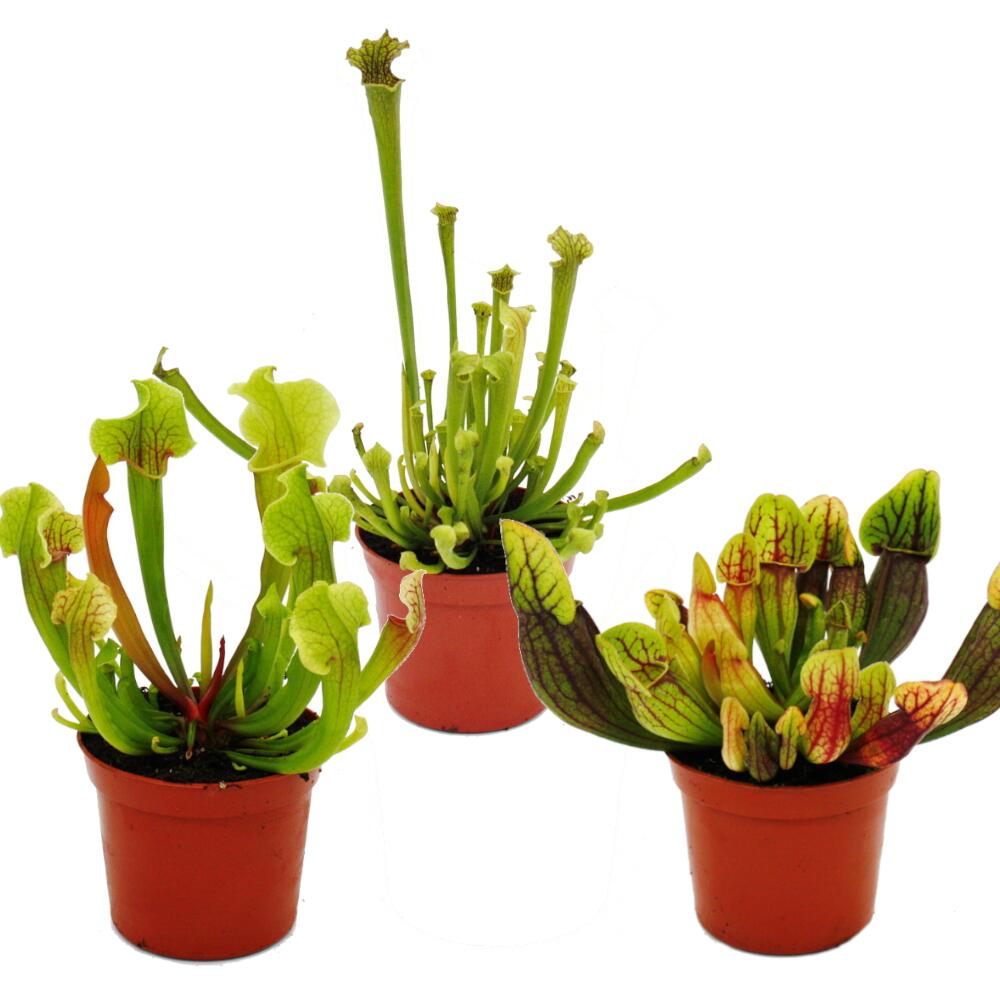 Original-Shopaufnahme: Schlauchpflanzen-Trio 3 verschiedene Sarracenia-Pflanzen im Set Fleischfressende Pflanzen 9cm Topf