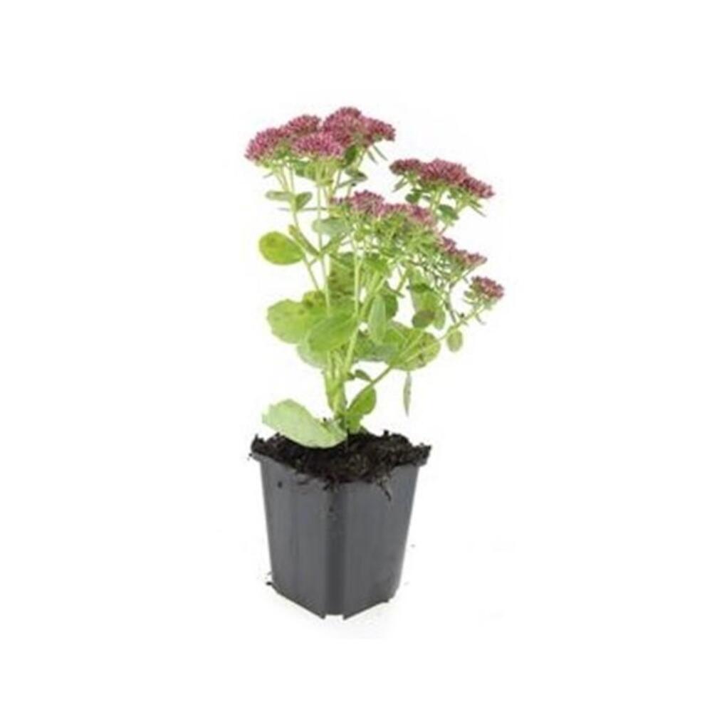 Unverändertes Shopfoto einer kleinen Fetthenne Herbstfreude mit fleischigen Blättern im schwarzen 9-cm-Topf