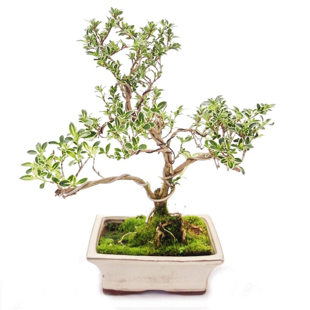 Original-Shopaufnahme: Outdoor Bonsai - Serissa foetida variegata - Junischnee - Baum der 1000 Sterne 15cm